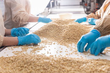 Manual controls quality of pine nuts on production line. Industrial factory of organic food cedar...