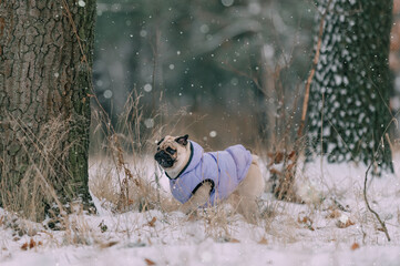 Portrait of a cute warmly dressed pug dog in a winter park.