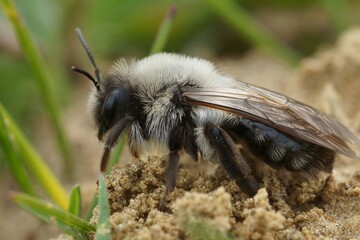 Closeup on a fluffy, female European grey-backed mining bee, Andrena vaga on a yellow dandelion flower