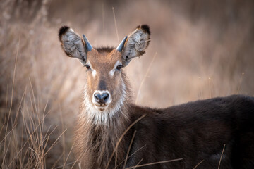 Portrait of a waterbuck (kobus ellipsiprymnus) in Kenya