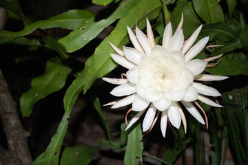 Reina de la noche florecida 