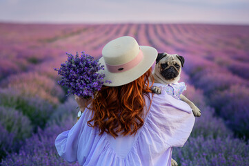 Portrait of a pug and its owner. A young red-haired woman holds her dog in her arms in a blooming lavender field, rear view. The pug looks at the camera.