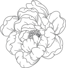 flower drawing . Hand draw for design.	