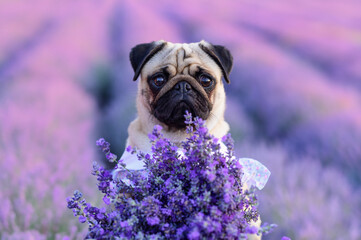 Portrait of a pug in a blooming lavender field, close-up. The puppy looks carefully at the camera.