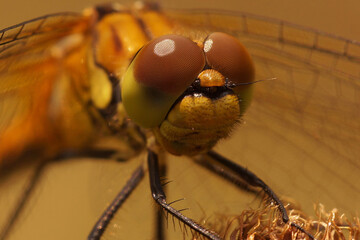 Closeup on a Ruddy darter dragonfly, Sympetrum sanguineum against a green blurred background
