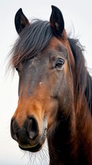 Close Up of Brown Horse With Black Mane