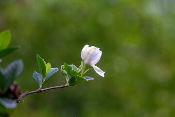 Pimpollo de Jazm&iacute;n