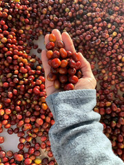 Coffee beans on woman's hand