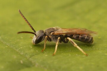 Closeup on a small male Common bronze furrow bee, Halictus tumulorum sitting on a green leaf
