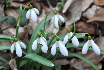 In the forest in spring snowdrops (Galanthus nivalis) bloom