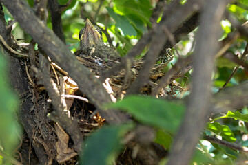 Sabiá Laranjeira IMG_5443