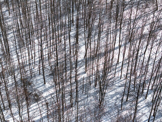 Bare winter trees with snow