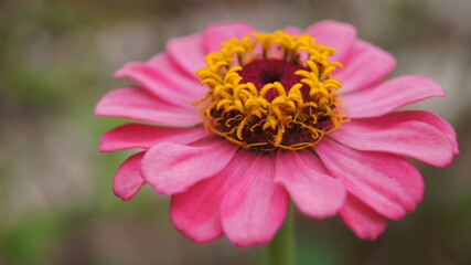 Obraz premium Flor Rosa