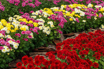 Beautiful chrysanthemum bushes yellow, red, white, pink, red colors