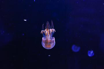 Obraz na płótnie Canvas underwater photography of beautiful flame jellyfish rhopilema esculentum