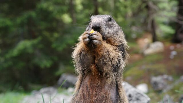 Marmot eats banana in wild and stands in green clearing close up summer in forest in mountain range. Wild animals. Protecting and caring for animals in wild. Nature