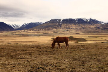 View on a horse in a valley in the Northeastern Region of Iceland