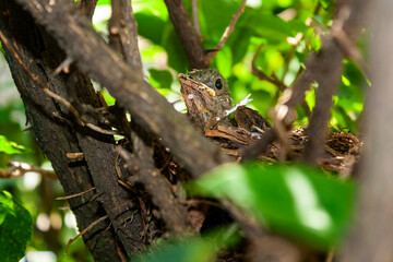 Sabiá Laranjeira IMG_5443