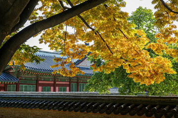 yellow tree in Korea 