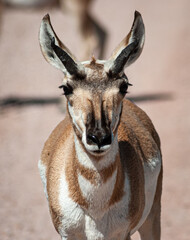 close up of a young antelope
