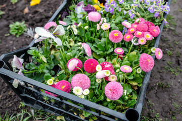 Organic gardening with care for the environment. A little gardener transplants flowers into the...