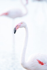 high key close up of lesser flamingo (Phoeniconaias minor), Camargue, France