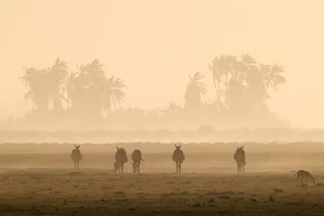 Poster silhouette of zebras in a dusty sunset scene in Amboseli NP © Marcel