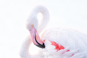 high key portrait of a flamingo