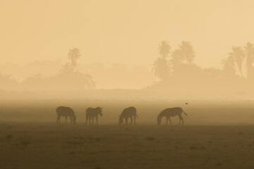 silhouette of zebras in the dust of Amboseli at sunset time