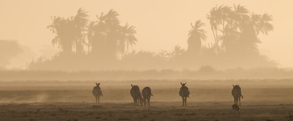 Fototapeta na wymiar silhouette of zebras in a dusty sunset scene in Amboseli NP