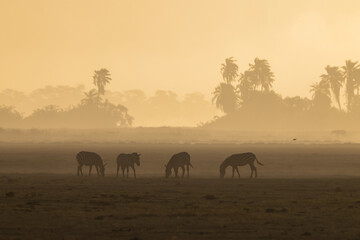 Fototapeta na wymiar zebras silhouette in the backlit dusty savannah of Amboseli NP