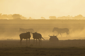 silhouette of wildebeests in a dust storm in Amboseli NP