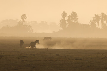 zebras silhouette in the backlit dusty savannah of Amboseli NP
