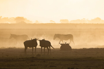 silhouette of wildebeests in a dust storm in Amboseli NP - obrazy, fototapety, plakaty