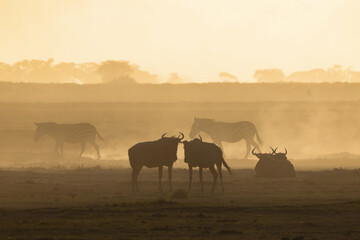 Fototapeta na wymiar silhouette of wildebeests in a dust storm in Amboseli NP