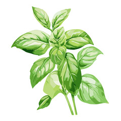 Watercolor painting of basil leaves isolated on a white background. Botanical