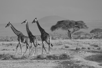 black and white picture of three giraffes in the savannah