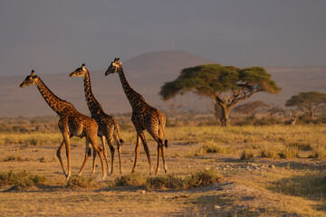 three giraffes in the savannah of Amboseli NP