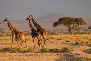 three giraffes in the savannah of Amboseli NP