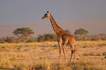 a single giraffe in morning light in the savannah