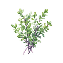 watercolor Thyme Branch of green fragrant herbs isolated on white background.
Thyme herb watercolor isolated