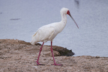 spoonbill bird in Amboseli NP