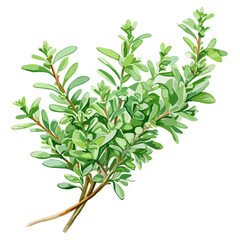 Thyme isolated. Thyme herb on white background. Fresh thyme plant collection.
