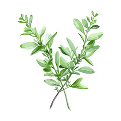 The image of the thyme plant, created using watercolor, isolated on a white background. The thyme plant is placed in a white backdrop to emphasize the focus on the plant itself - obrazy, fototapety, plakaty