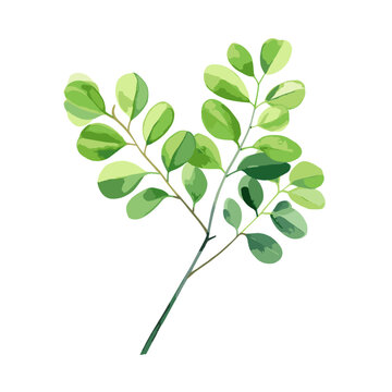 watercolor green moringa, vector moringa leaf, isolated on white background
Watercolor moringa leaf,Green branch with leaves hand drawn watercolor illustration, vector moringa
