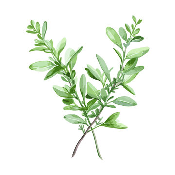 The image of the thyme plant, created using watercolor, isolated on a white background. The thyme plant is placed in a white backdrop to emphasize the focus on the plant itself