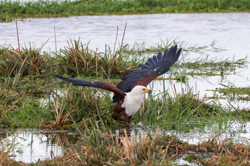 bald eagle with a catfish as prey