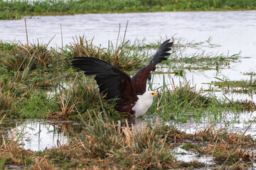 bald eagle with a catfish as prey