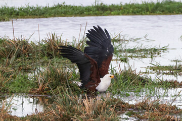 bald eagle with a catfish as prey