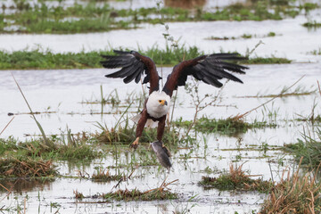 bald eagle with a catfish as prey